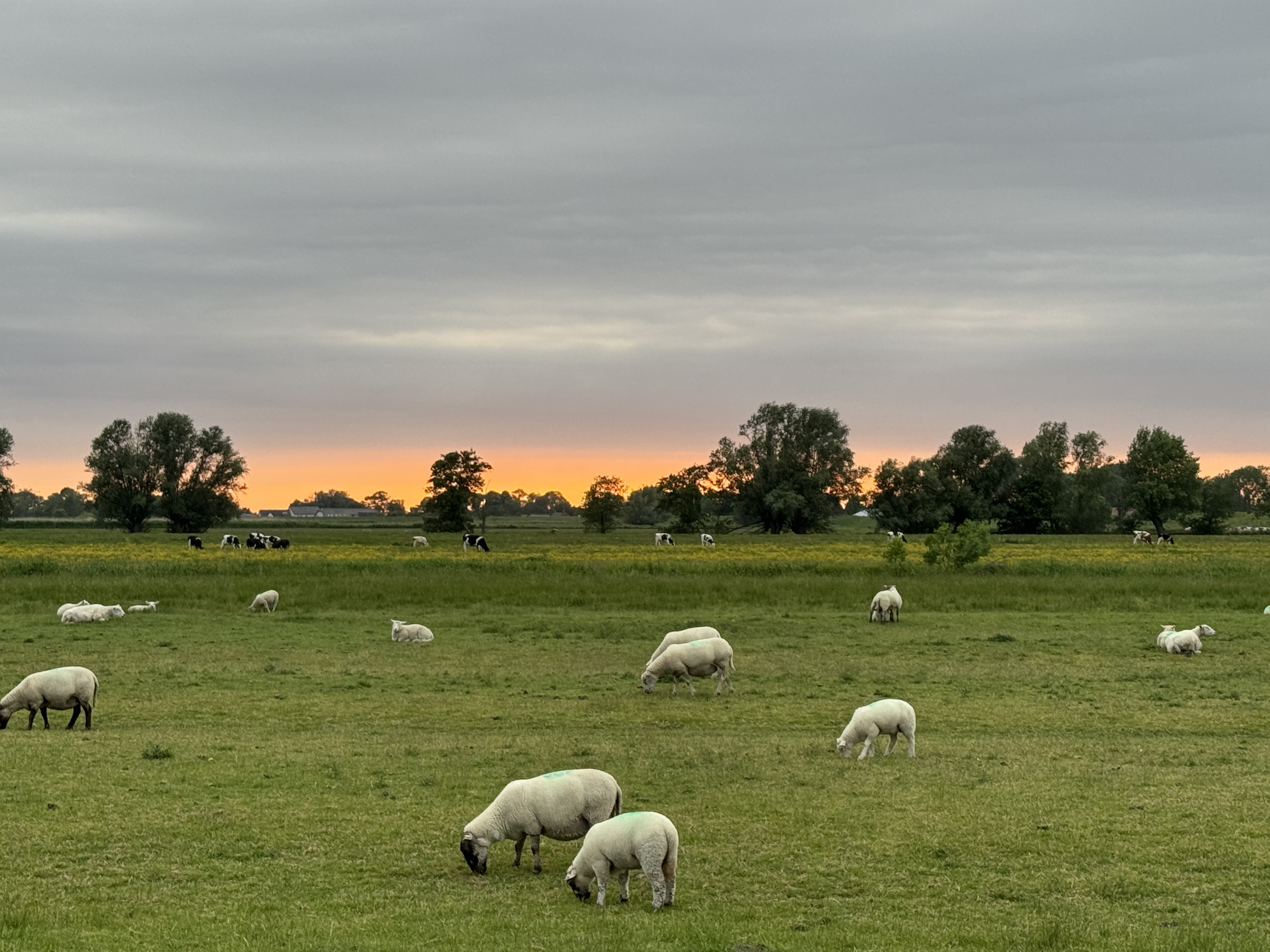 Schafe beim Sonnenuntergang