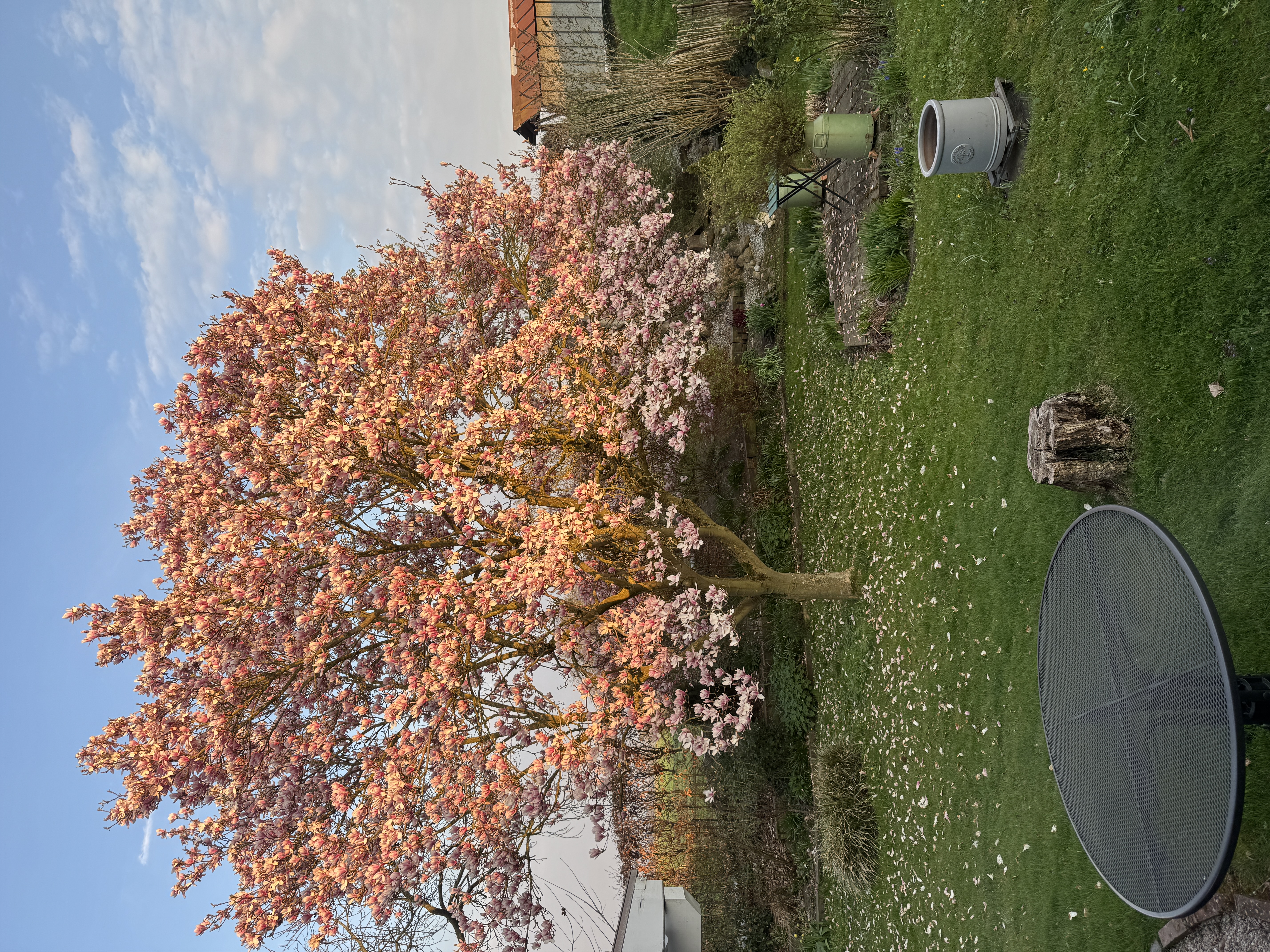 Blühender Magnolienbaum
